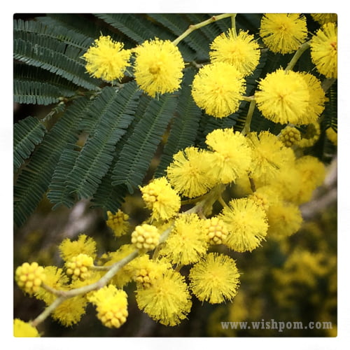 Wattle Tree